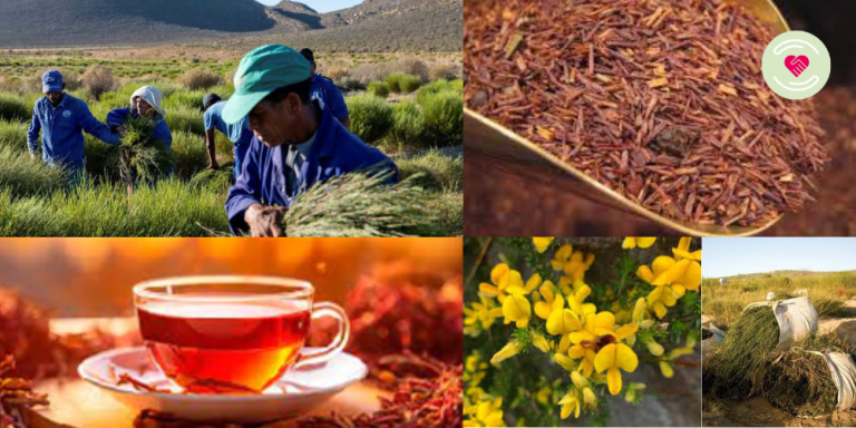 L’infusion de rooibos, une boisson idéale après les fêtes