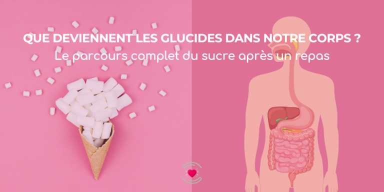 Que deviennent les glucides dans notre corps ?